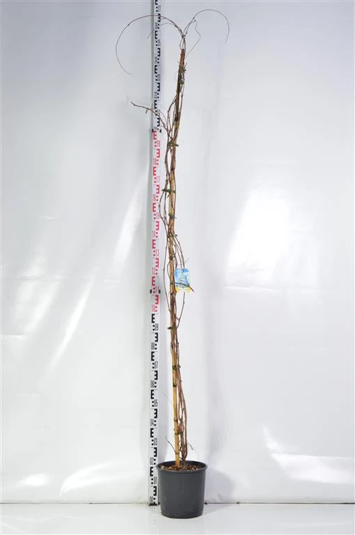 Wisteria form. 'Issai' C10 (10 liters kruka) 175-200 cm