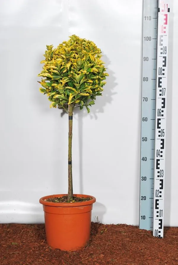 Euonymus jap. 'Elegant Aureus' 40 cm stam C9 (9 liters kruka)