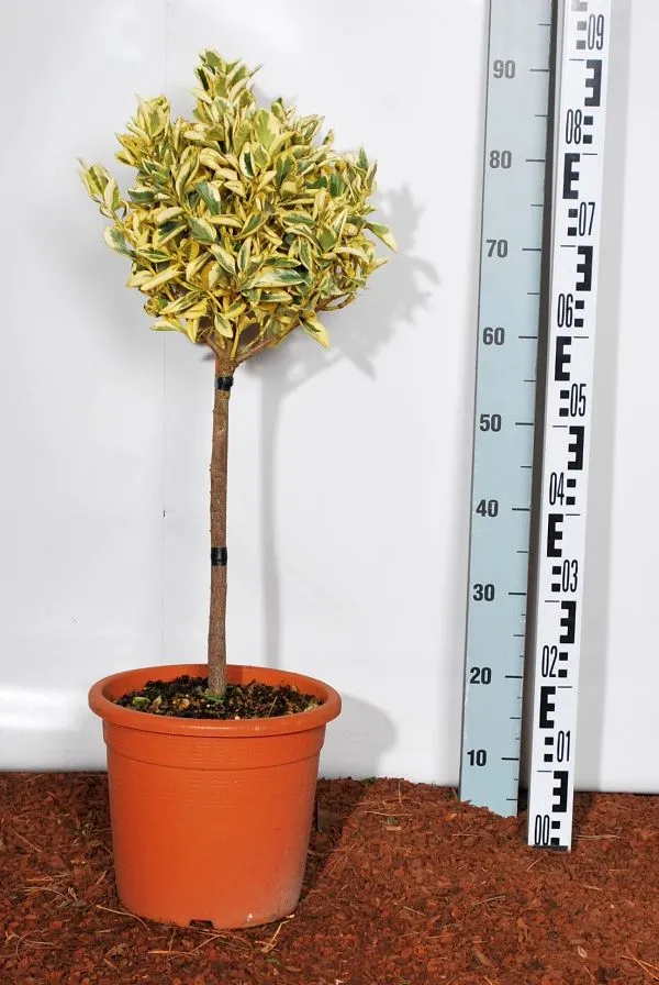 Euonymus japonicus 'Bravo' på stam 40 cm - C9 (9 liters kruka)