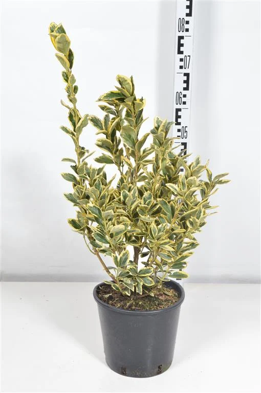 Euonymus japonicus 'Bravo' C5 (5 liters kruka) 30-40 cm