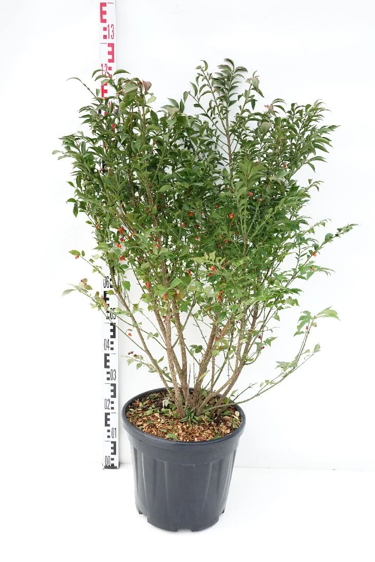 Euonymus alatus 'Compactus' C20 (20 liters kruka) 80-100 cm