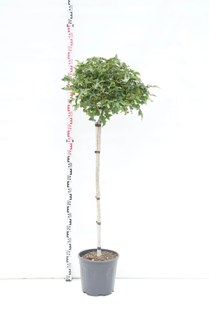 Liquidambar st. 'Gum Ball' 80 cm stam C18 (18 liters kruka)