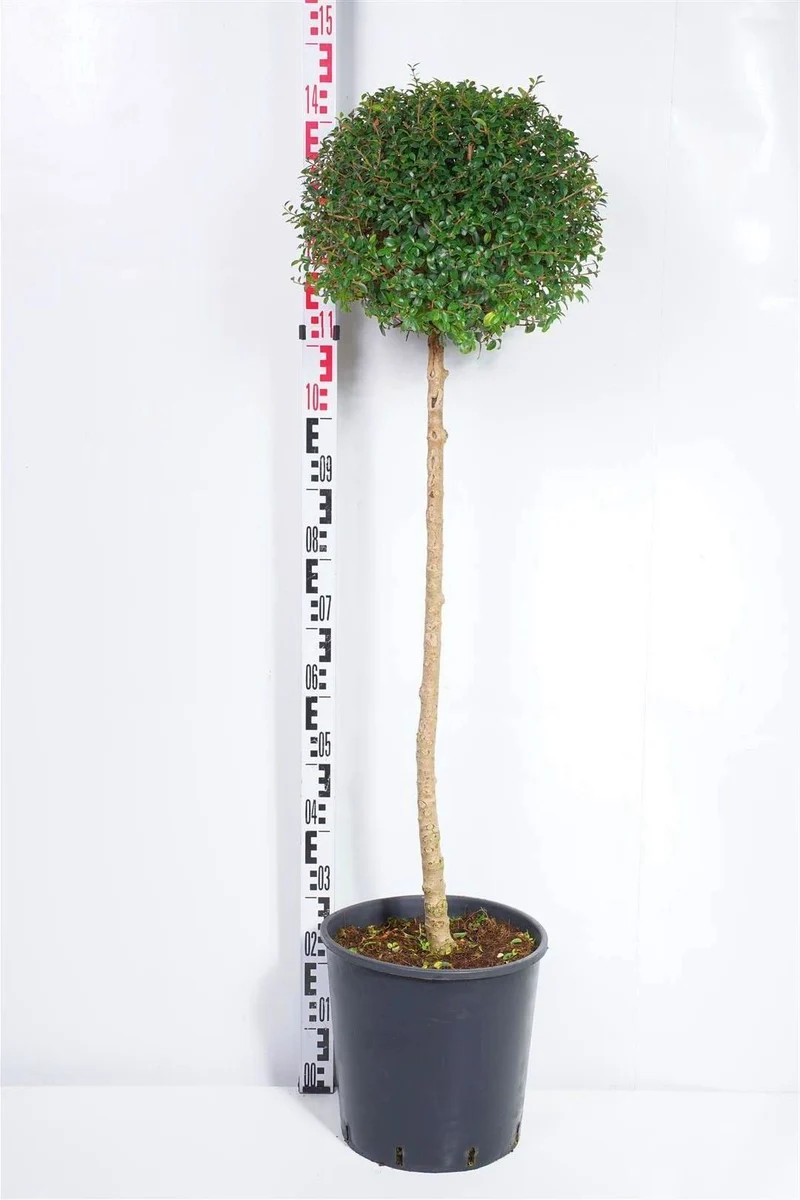 Ligustrum jonandrum stam 80 cm C18 (18 liters kruka)