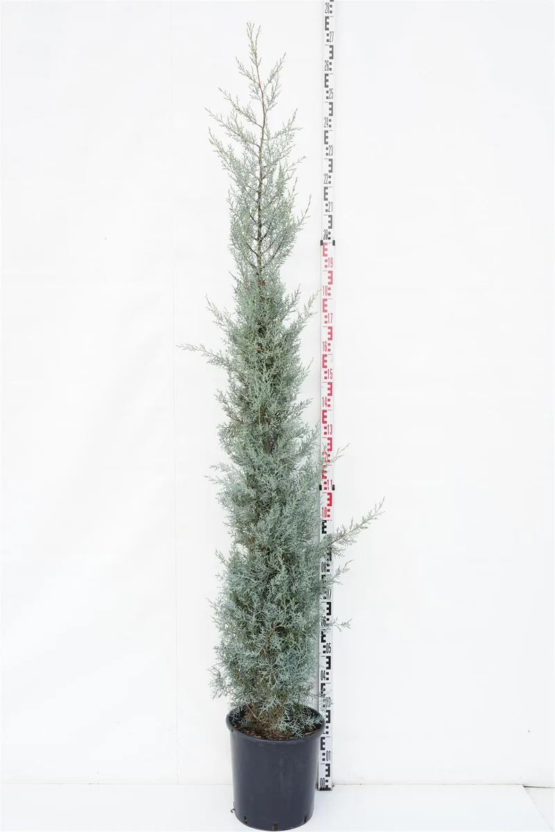 Cupressus ariz. 'Fastigiata' C25 (25 liters kruka) 200-250 cm