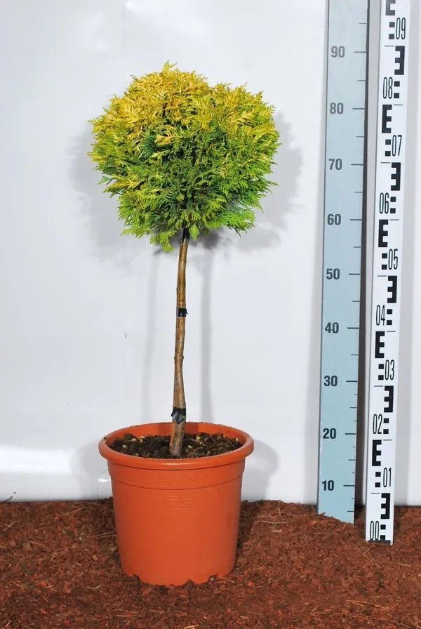 Cupressocyparis l. 'Gold Rider' 40 cm stam C9 (9 liters kruka)