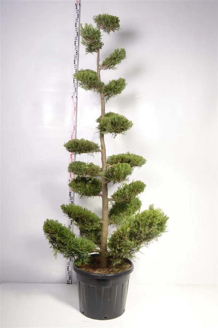 Cupressocyparis l. 'Castlewellan' C70 (70 liters kruka) BONSAI
