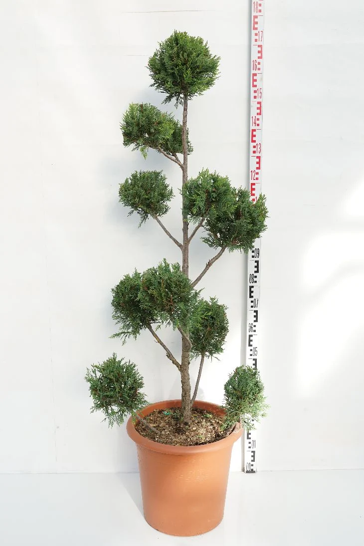 Cupressocyparis l. 'Castlewellan' Pompon C30 (30 liters kruka)