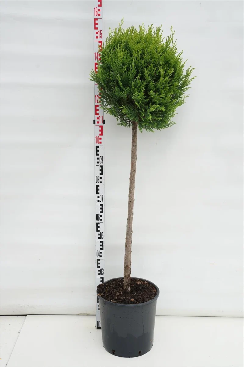 Cupressocyparis l. 'Castlewellan' 80 cm stam C18 (18 liters kruka)