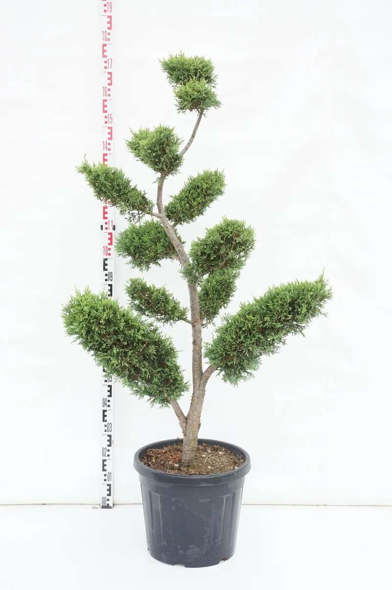 Cupressocyparis l. 'Castlewellan' C35 (35 liters kruka) Bonsai