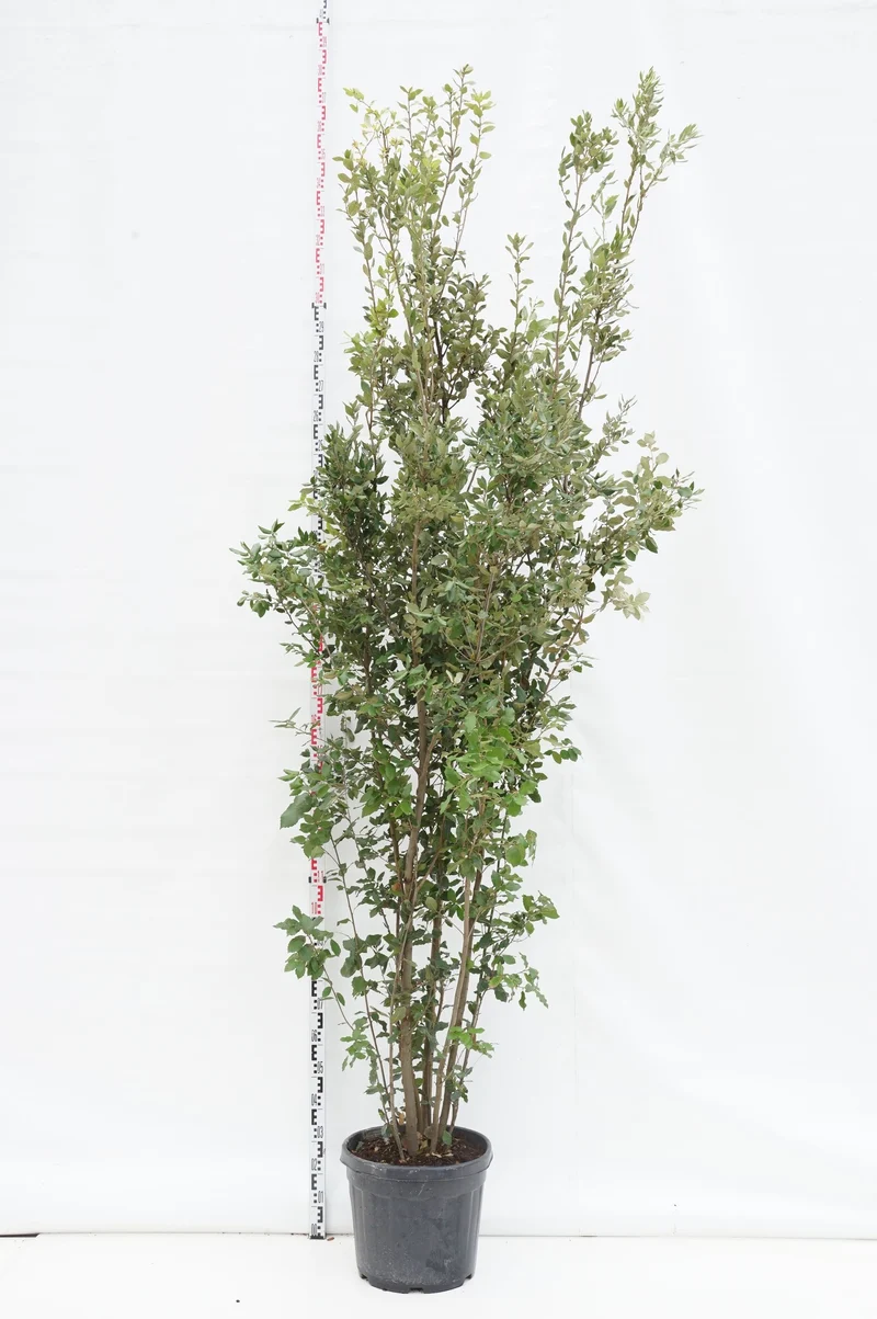 Quercus ilex C55 (55 liters kruka) 250-300 cm