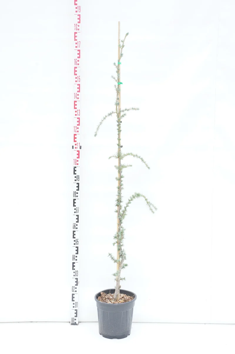Cedrus lib. 'Glauca Pendula' C10 (10 liters kruka) 100-125 cm