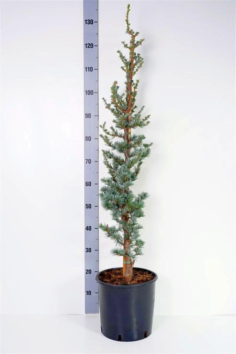 Cedrus lib. 'Glauca' C10 (10 liters kruka) 80-100 cm