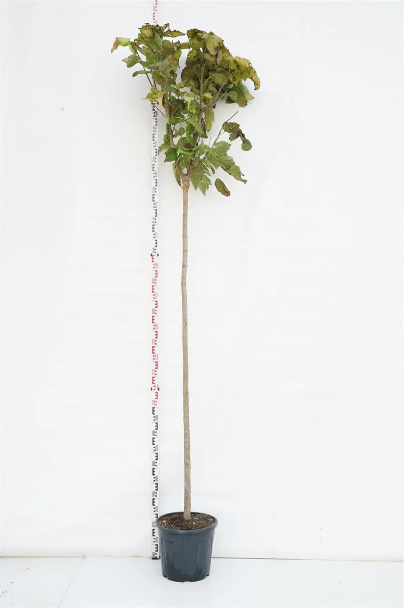 Catalpa bungei stam 225 cm, 10-12 cm, C30 (30 liters kruka)