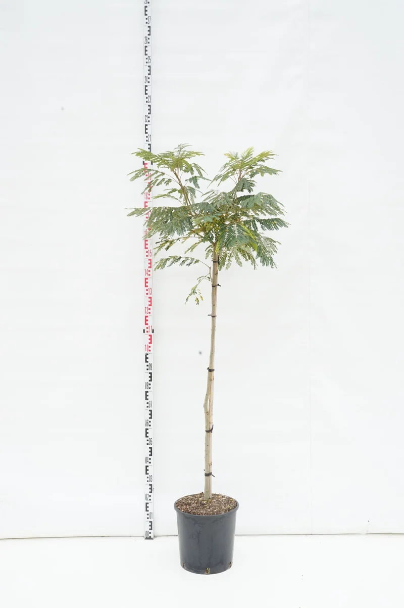 Albizia julibrissin 'Ombrella' 80 cm stam - C18 (18 liters kruka)
