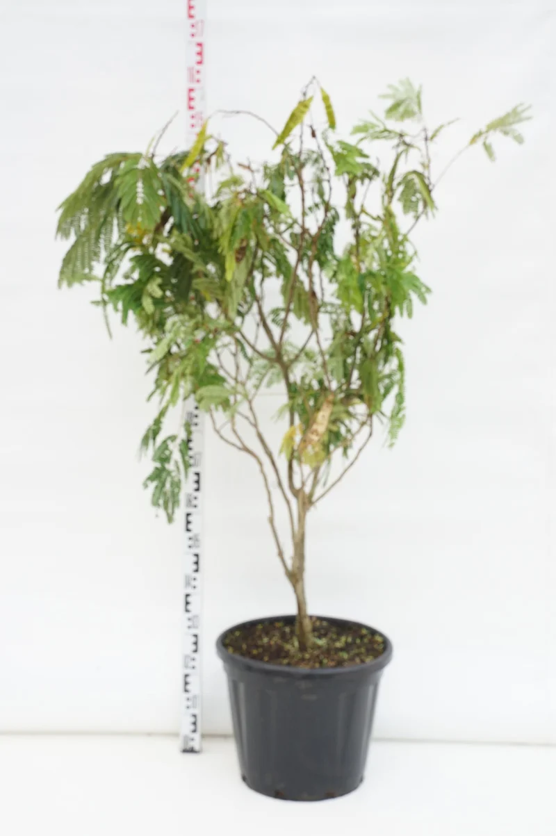 Albizia julibrissin 'Ombrella' C30 (30 liters kruka) 125+ cm