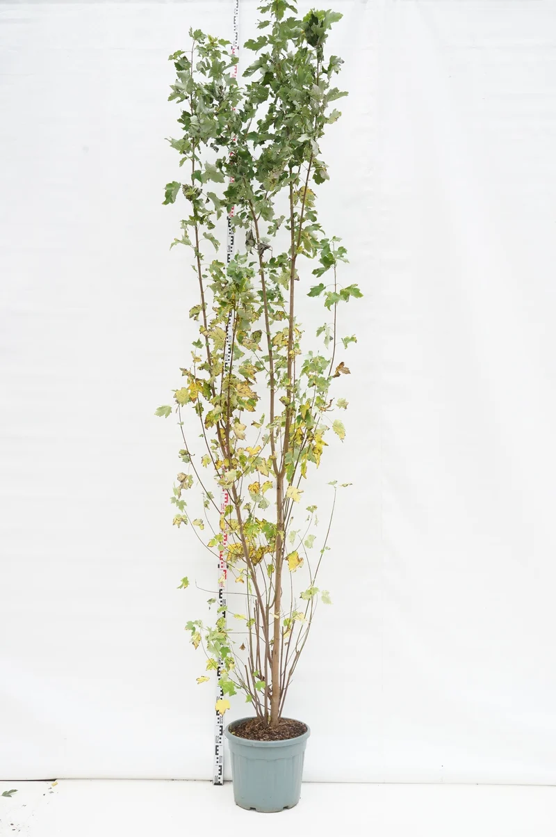 Acer rubrum C35 (35 liters kruka) 250-300 cm