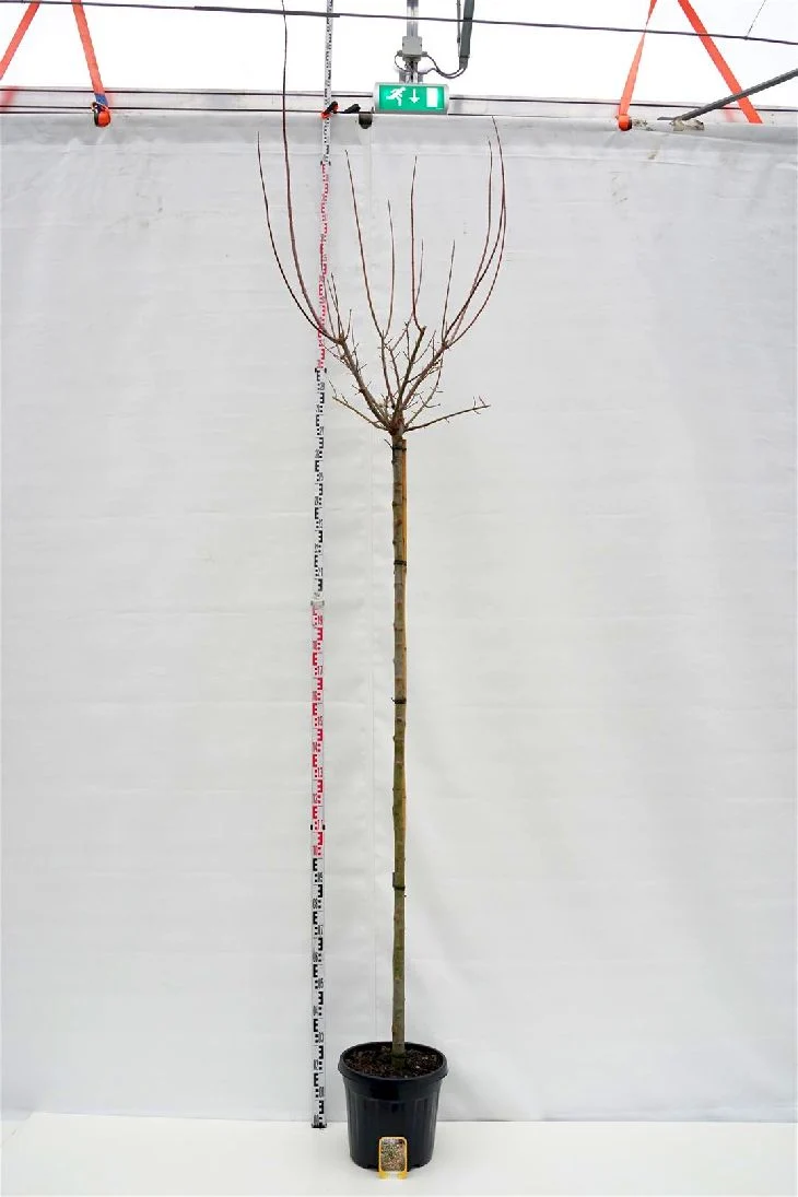 Acer negundo 'Flamingo' Stam 200 cm omkrets 10-12 cm C30 (30 liters kruka)
