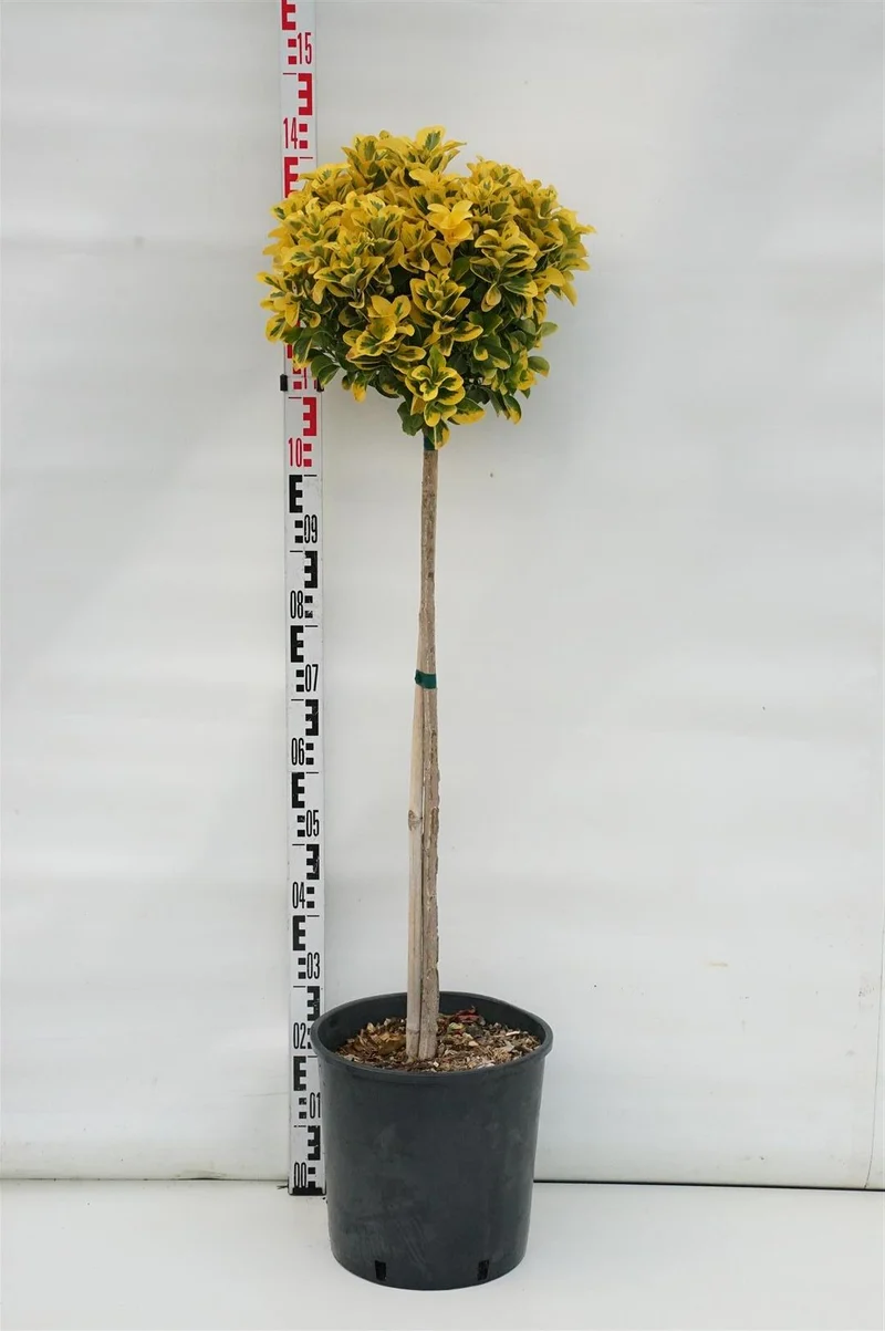 Euonymus jap. 'Elegant Aureus' 80 cm stam C18 (18 liters kruka)