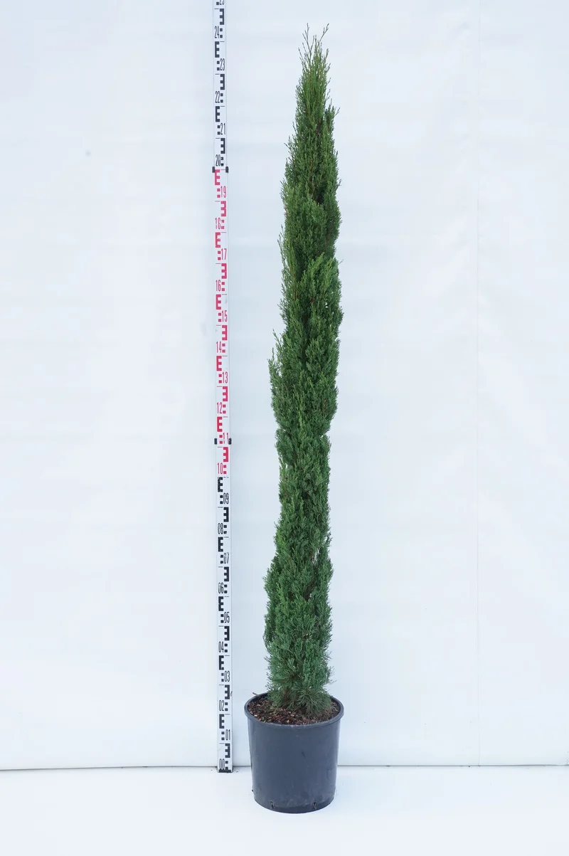 Cupressus sempervirens 'Totem' C18 (18 liters kruka) 175-200 cm