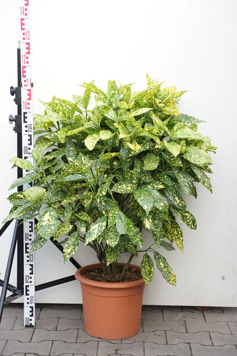 Aucuba japonica 'Crotonifolia' C15 (15 liters kruka) 80+ cm