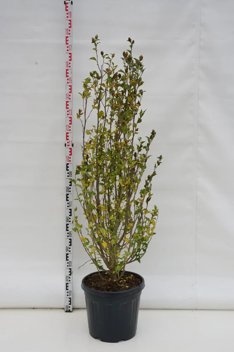 Hibiscus syr. 'White Chiffon' C30 (30 liters kruka) 125-150 cm