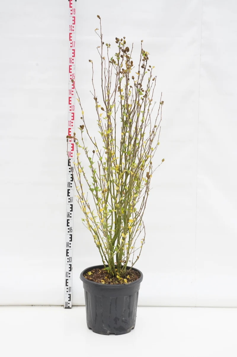 Hibiscus syriacus 'French Point' C30 (30 liters kruka) 125-150 cm