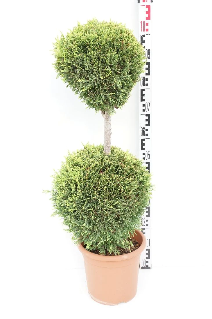 Cupressocyparis l. 'Castlewellan' Duoboll C9 (9 liters kruka)