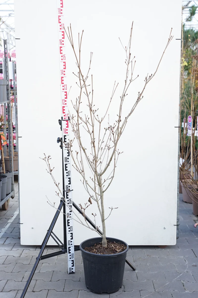 Cornus kousa 'Satomi' C18 (18 liters kruka) 125-150 cm
