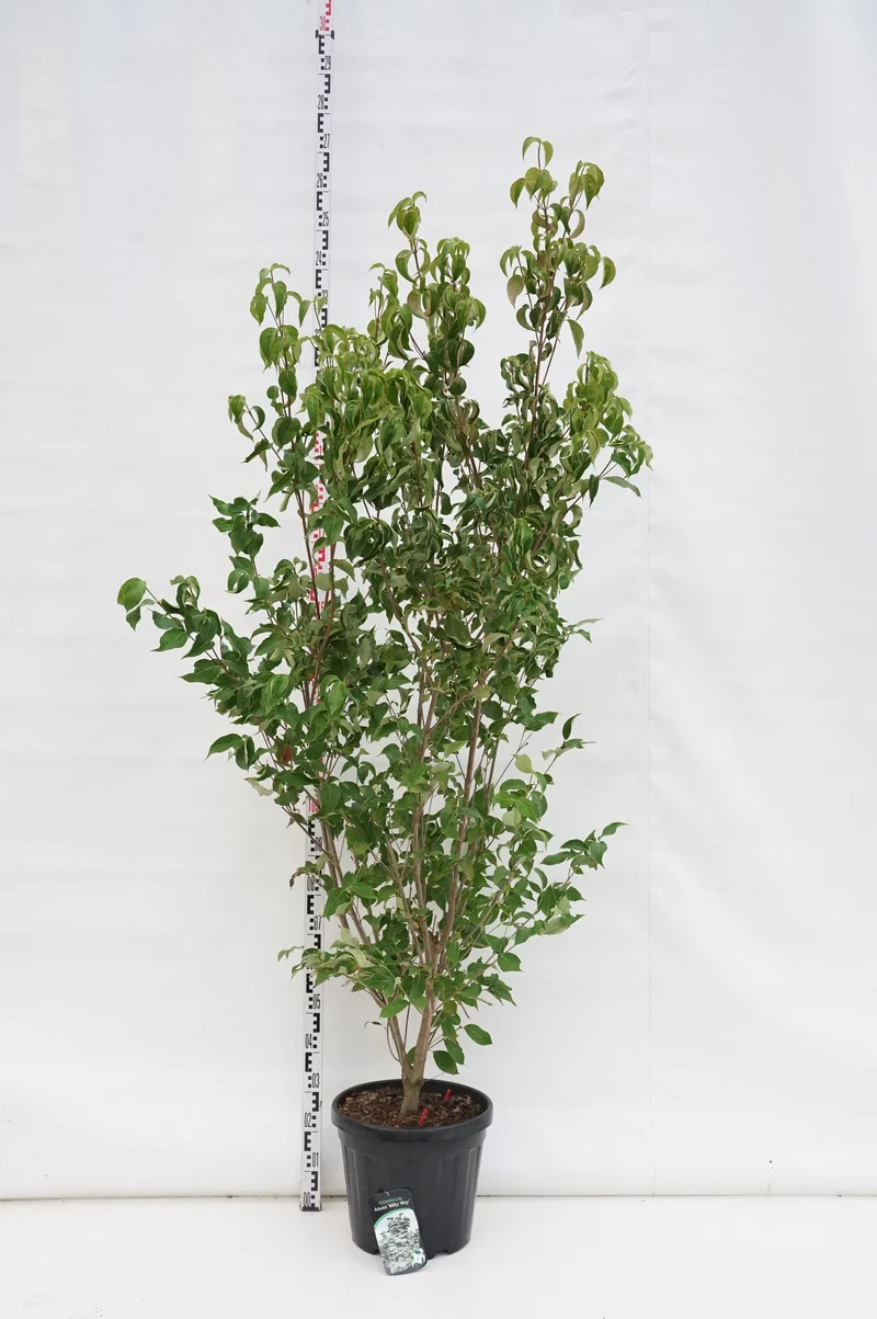 Cornus kousa 'Milky Way' C35 (35 liters kruka) 175-200 cm