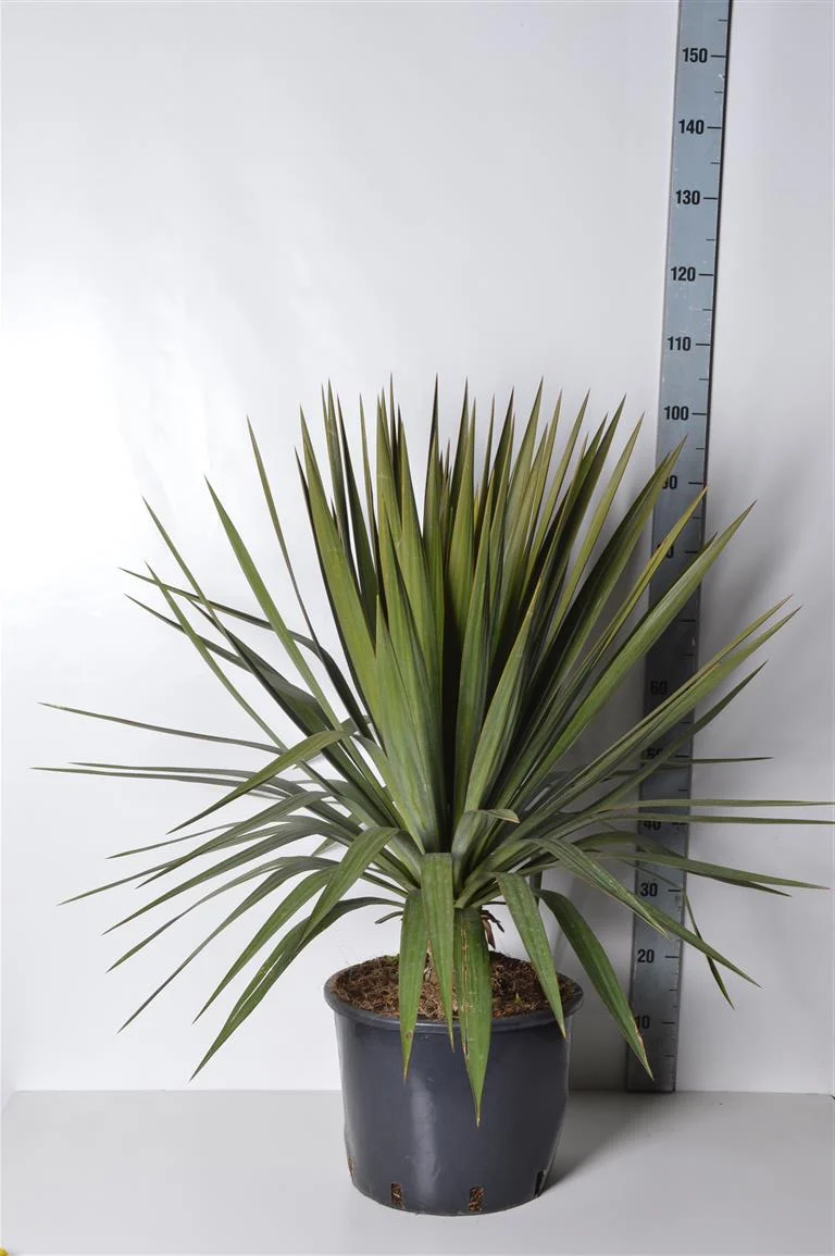 Yucca gloriosa C15 (15 liters kruka)