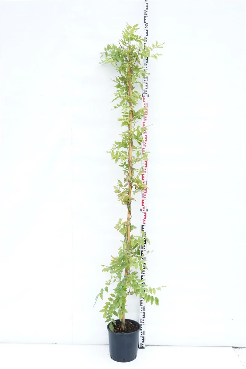 Wisteria floribunda 'Macrobotrys' C10 (10 liters kruka) 175-200 cm