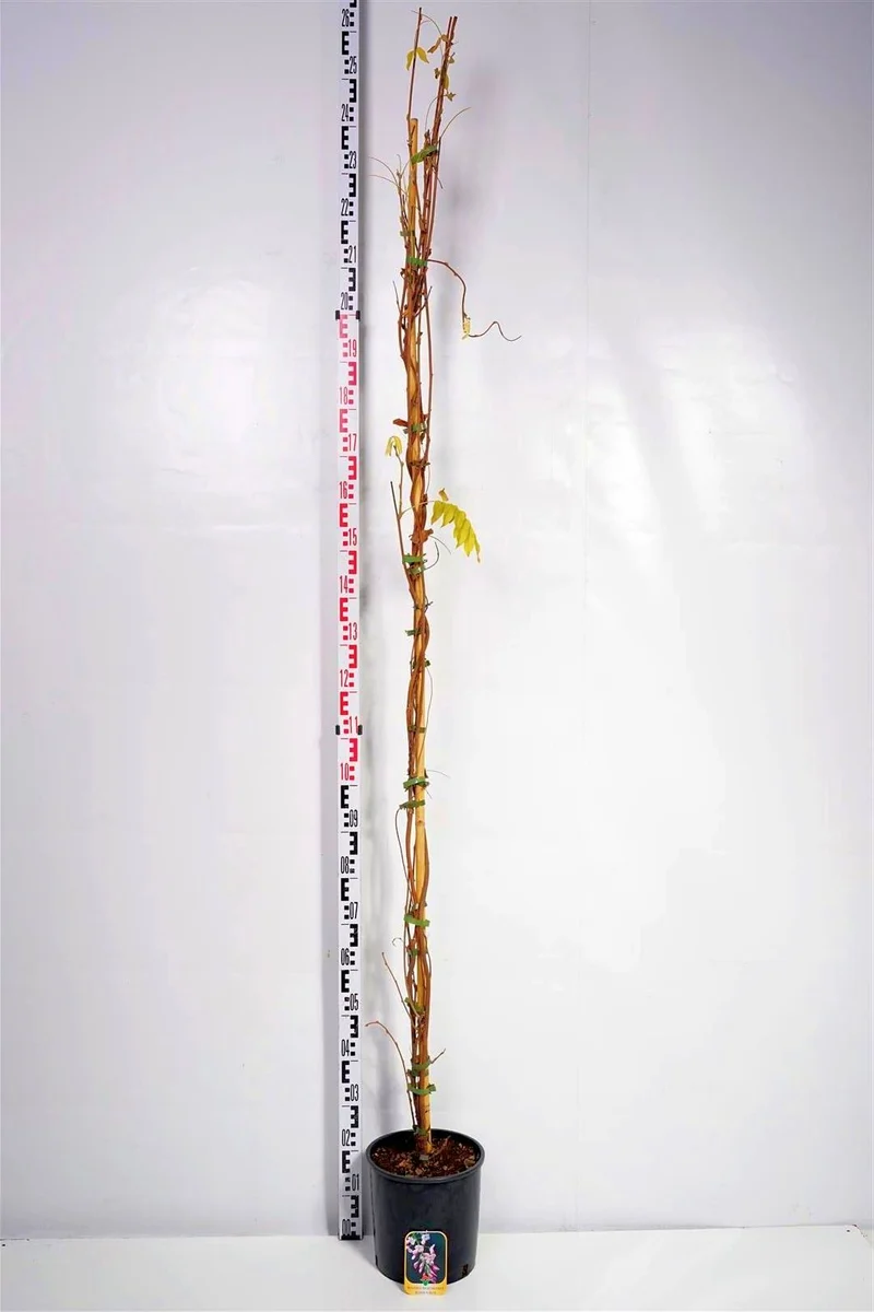 Wisteria brach. 'Showa-beni' C10 (10 liters kruka) 175-200 cm