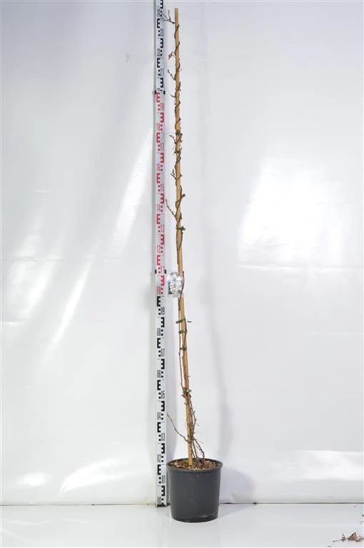 Wisteria brach. 'Shiro Kapitan' C10 (10 liters kruka) 175-200 cm