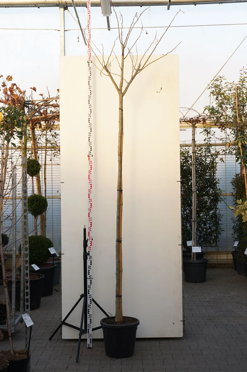 Albizia jul. 'Ombrella' Stam 200 cm, 10-12 cm, C30 (30 liters kruka)