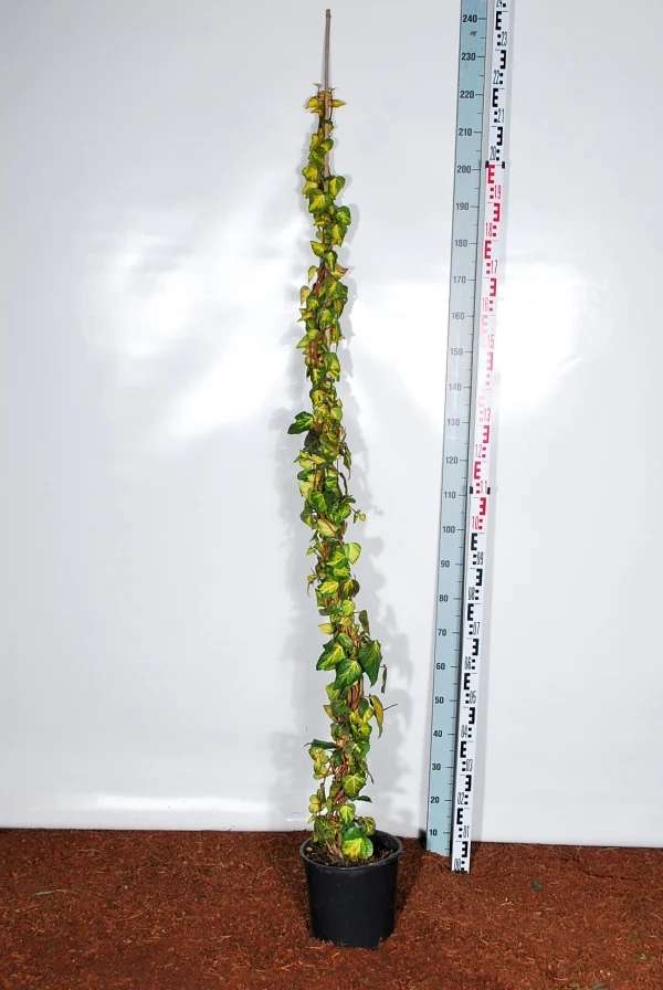 Hedera colc. 'Sulphur Heart' C10 (10 liters kruka) 175-200 cm