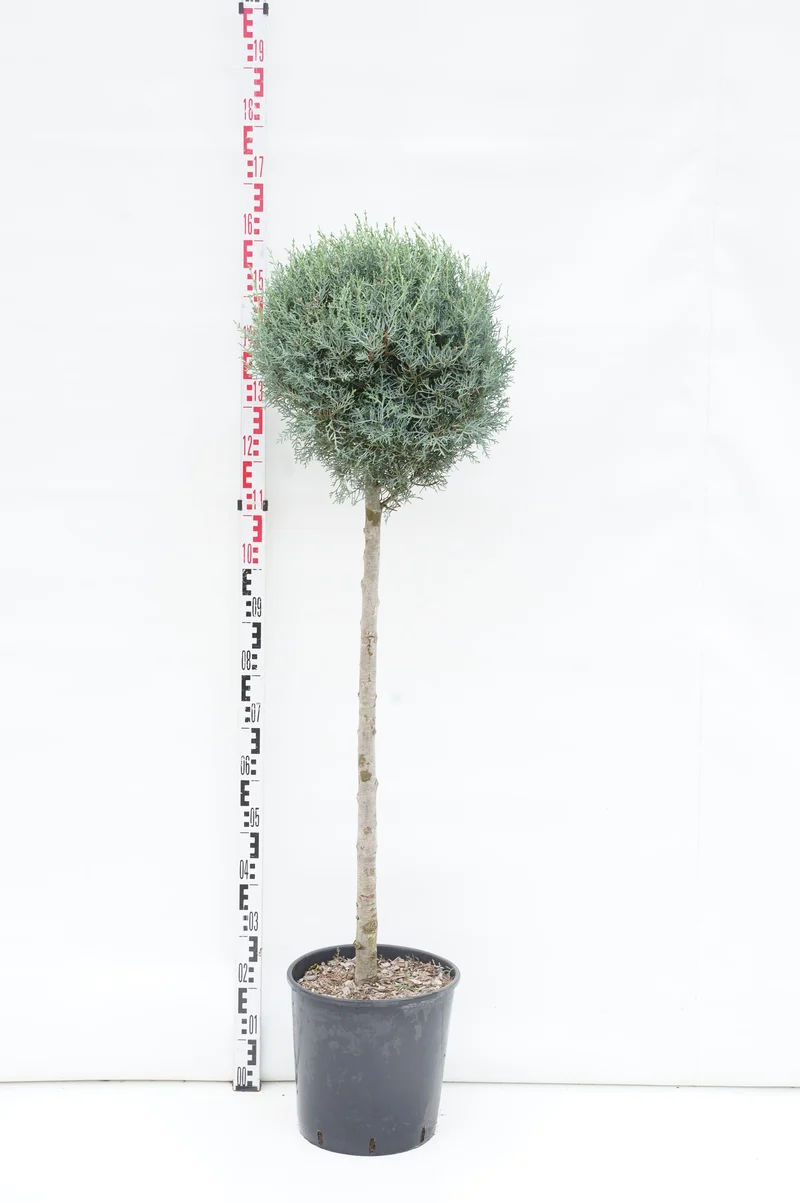 Cupressus ariz. 'Fastigiata' 80 cm stam C18 (18 liters kruka)