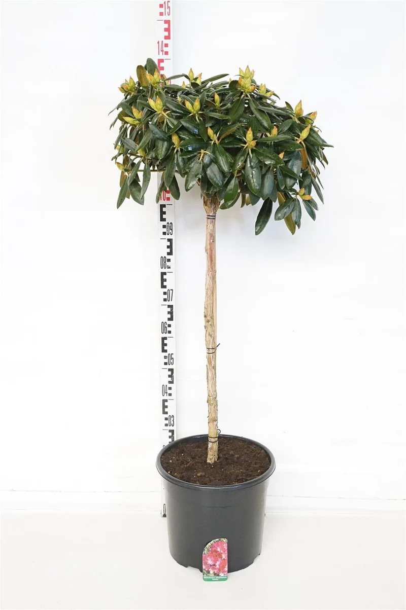 Rhododendron (Y) 'Kalinka' 80 cm stam C20 (20 liters kruka)