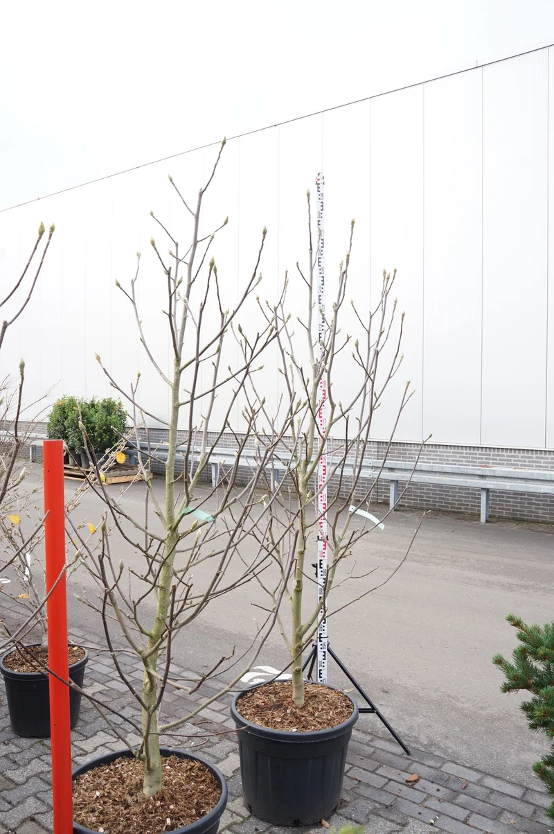 Magnolia 'Venus' C90 (90 liters kruka) 225-250 cm Extra
