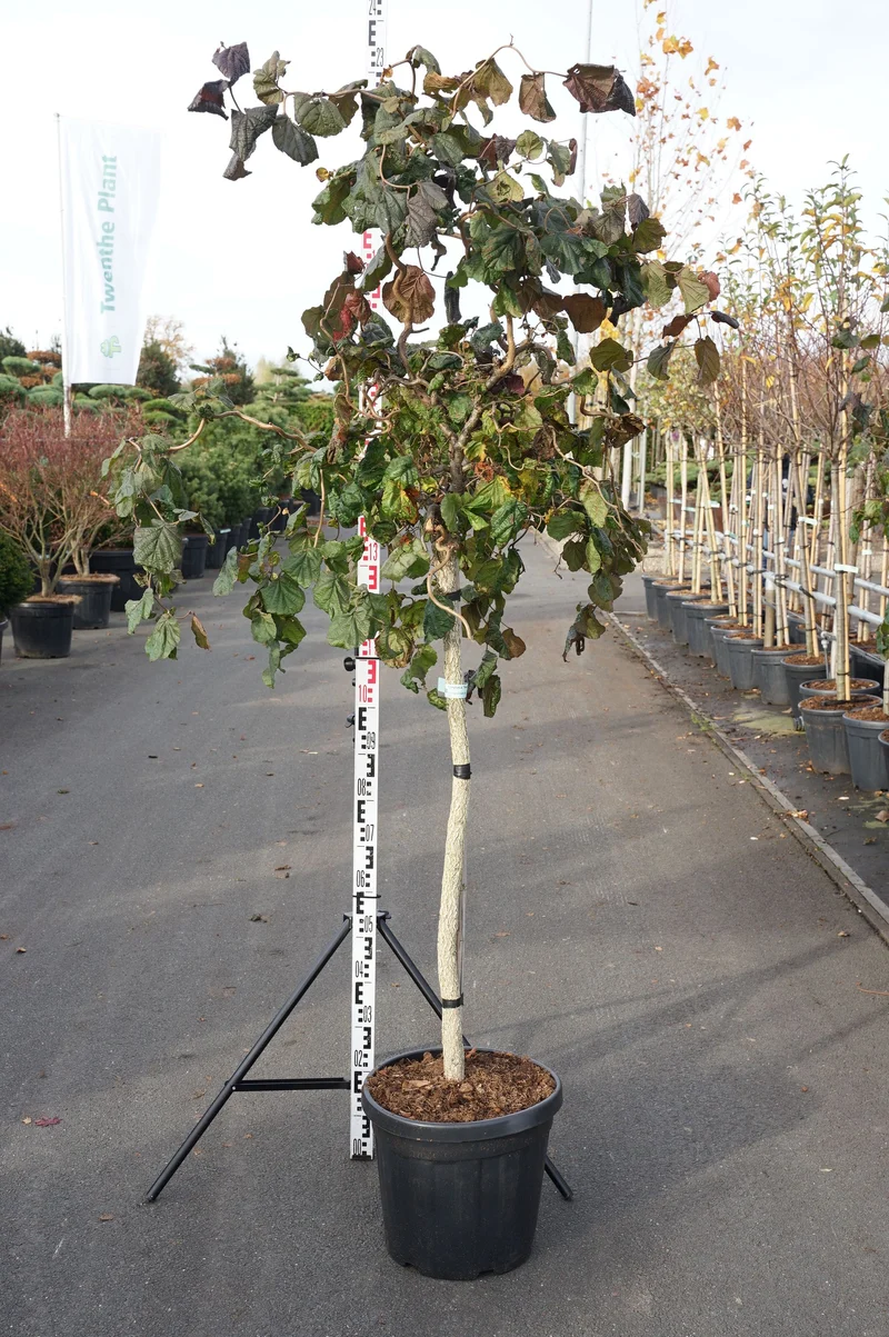 Corylus avellana 'Red Majestic' 125 cm stam C30 (30 liters kruka)
