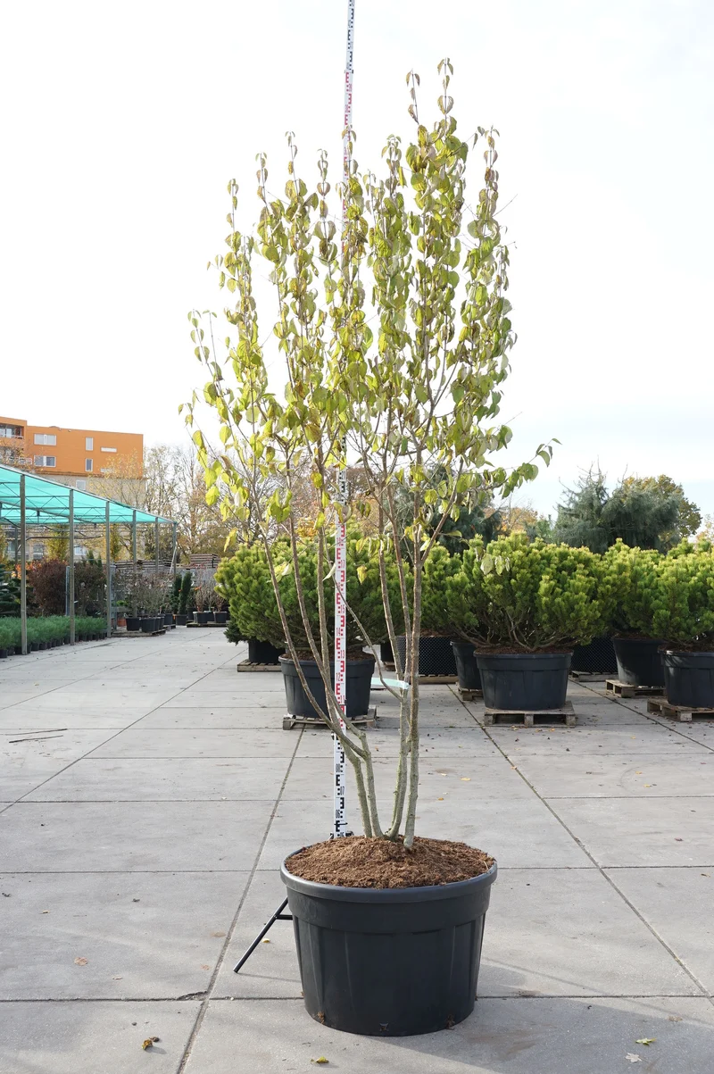 Cornus mas 250-300 cm flerstammig, C230 (230 liters kruka)