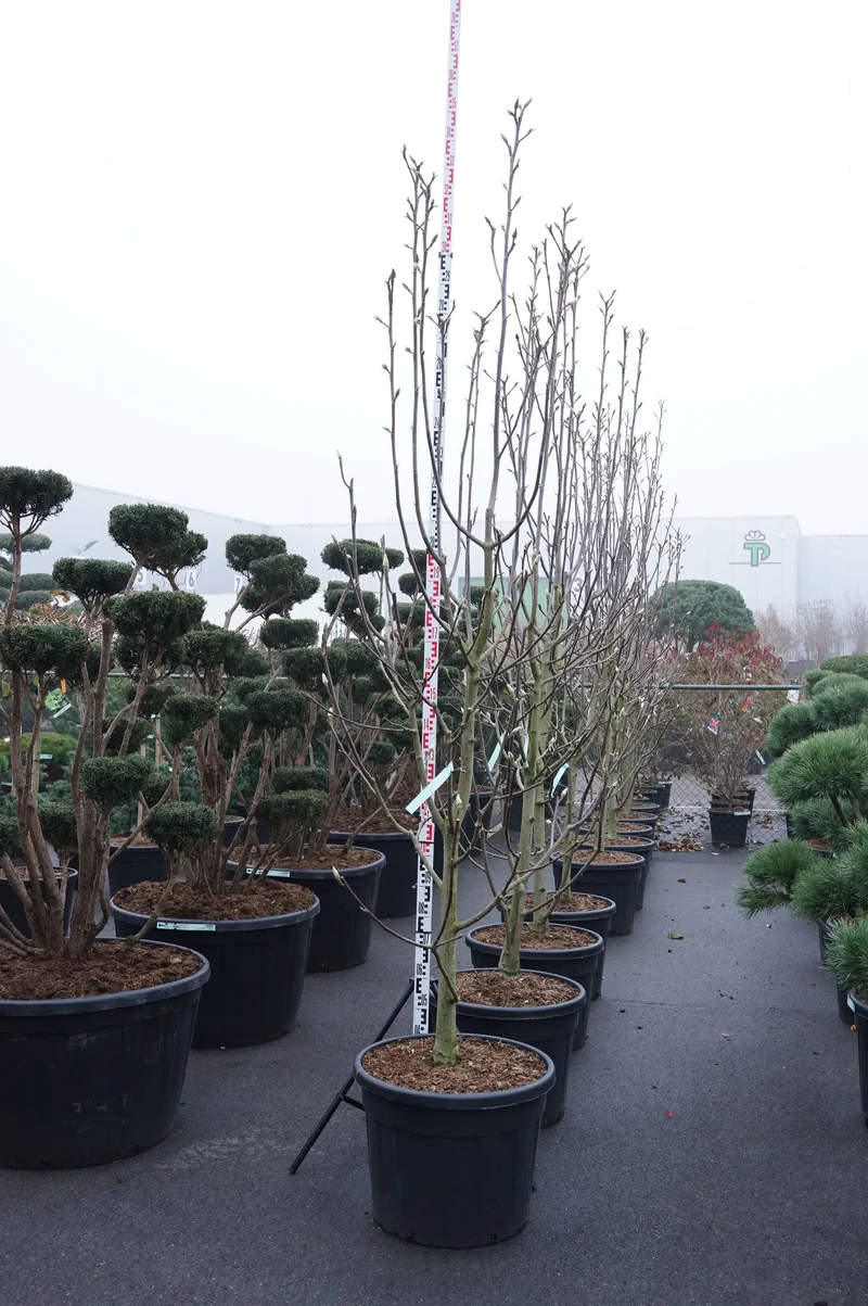 Magnolia 'Watermelon'® C90 (90 liters kruka) 250-300 cm EXTRA