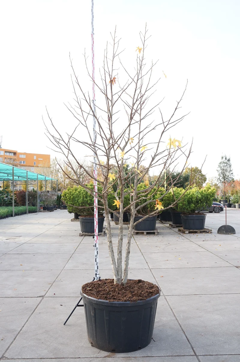 Liquidambar styraciflua C290 (290 liters kruka) 300-350 cm flerstammig