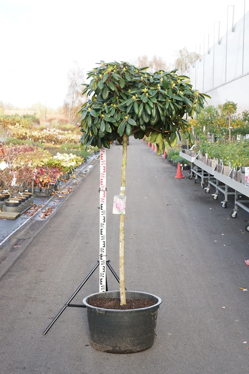 Rhododendron (Y) 'Blurettia' Uppstammad 80 cm C45 (45 liters kruka)