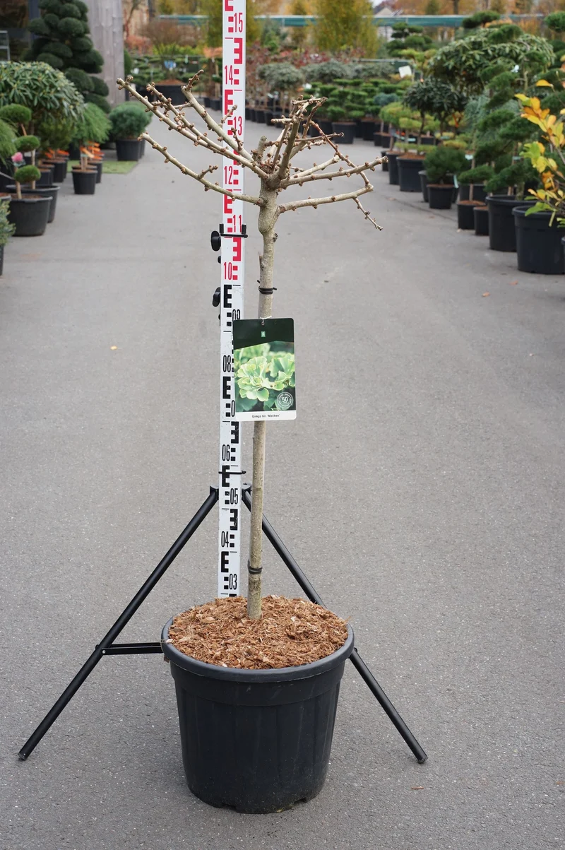Ginkgo biloba 'Mariken' 80 cm stam C30 (30 liters kruka)
