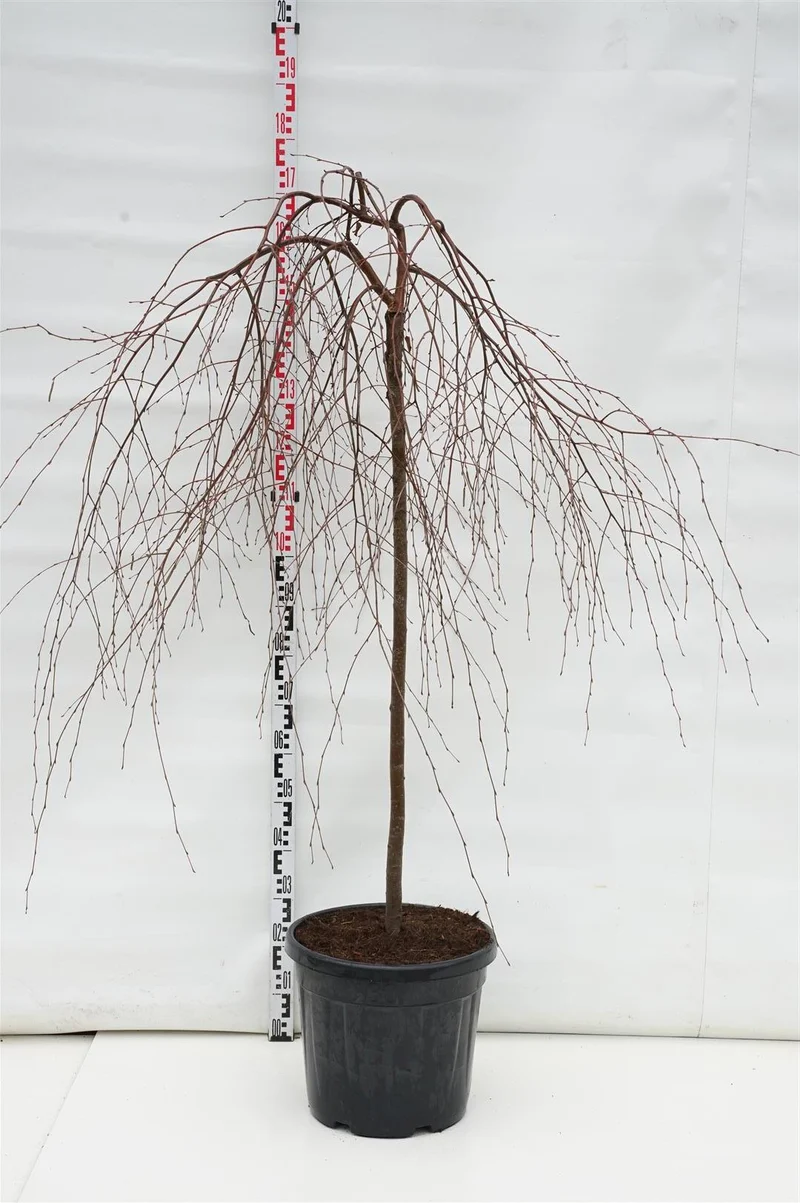 Betula p. 'Youngii' stam 125 cm C30 (30 liters kruka)