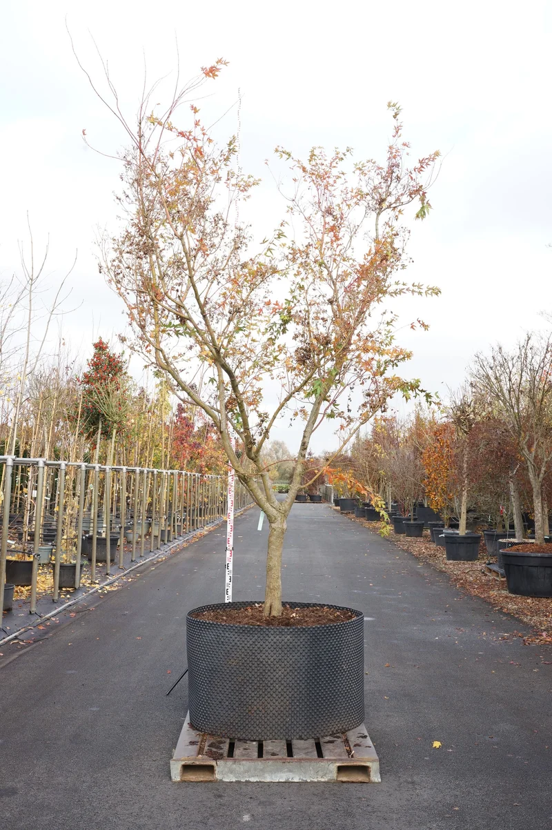 Acer palmatum 'Sangokaku' 150-175 cm (30 cm kruka)