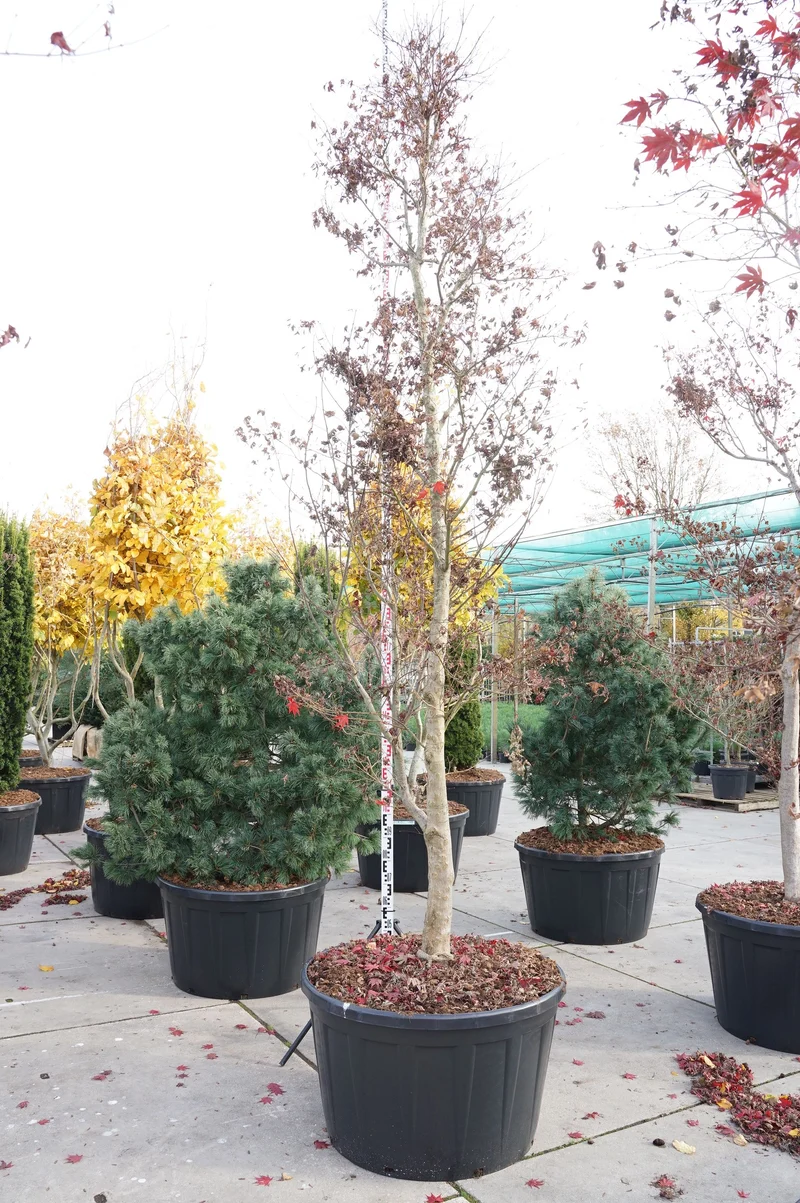 Acer palmatum 'Fireglow' C290 (290 liters kruka) 400-450 cm