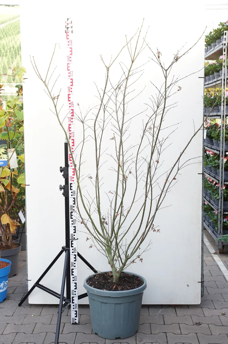Acer palmatum 'Fireglow' 125-150 cm, 30 cm kruka