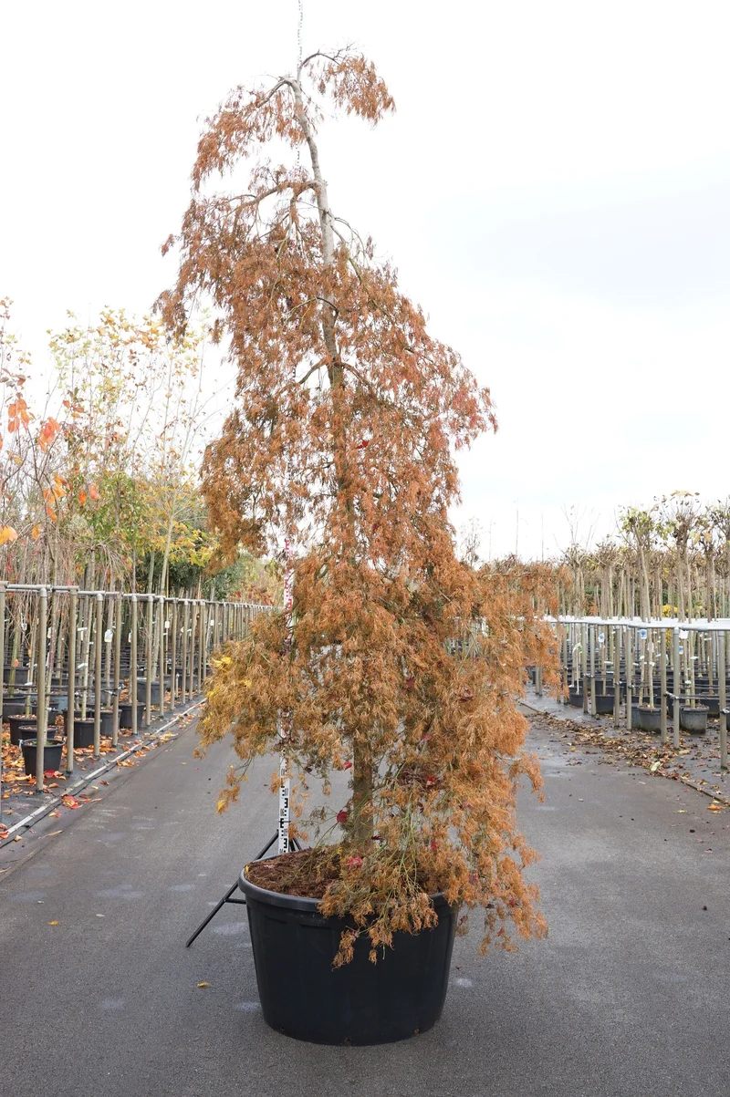 Acer palmatum 'Dissectum Viridis' C290 (290 liters kruka) 350+ cm
