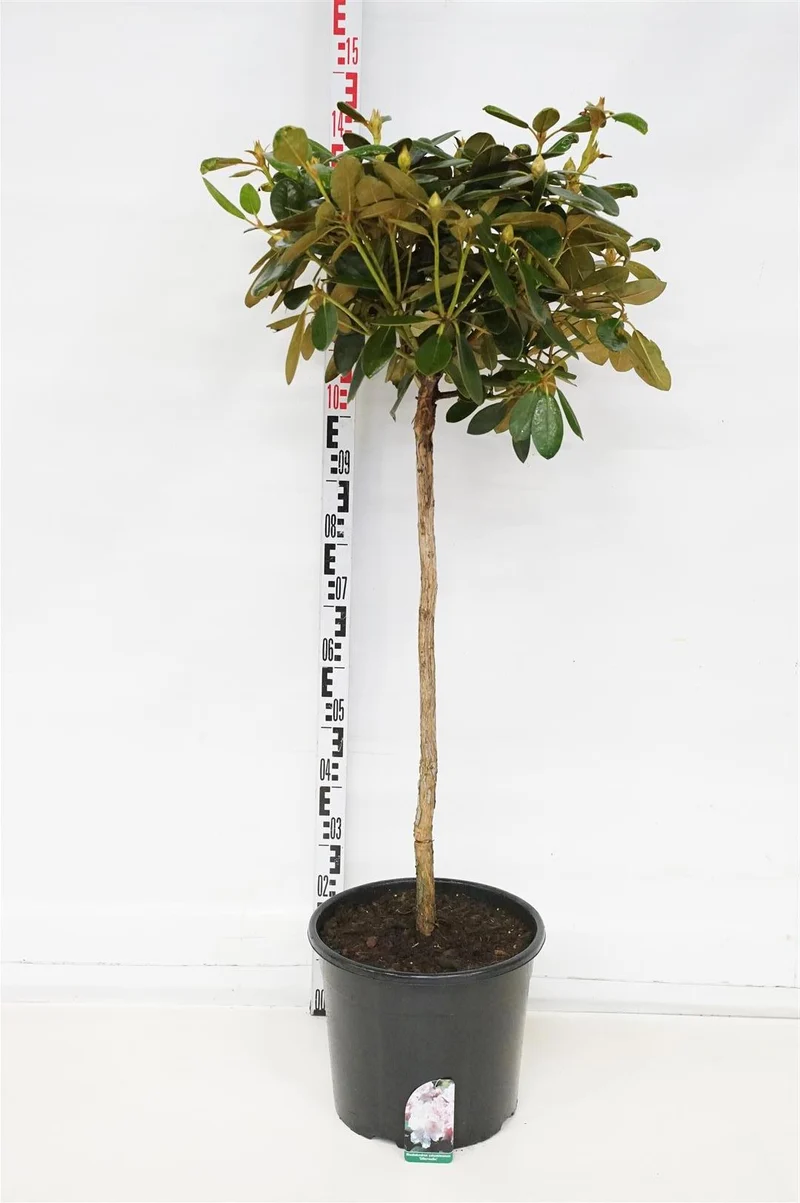 Rhododendron (Y) 'Silberwolke' 80 cm stam C20 (20 liters kruka)